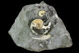 Two Small Hoploscaphites Ammonites - South Dakota #110586-1